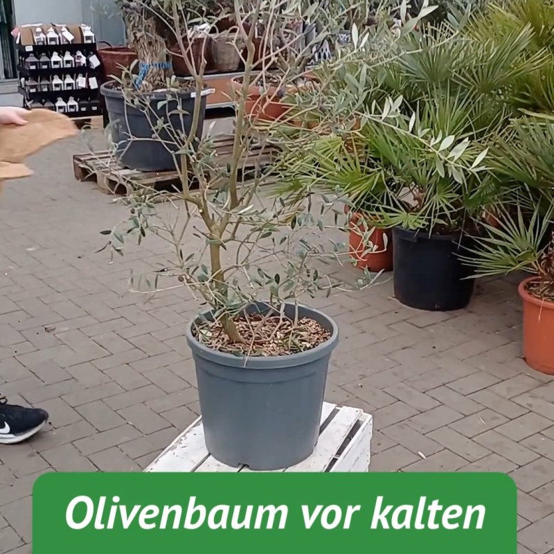Damit eure Olive die kalten...