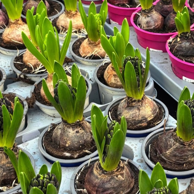 Bunte Hyazinthen gegen...