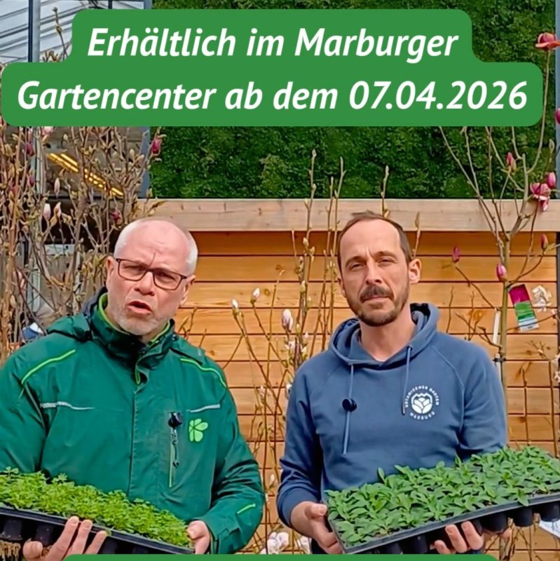 Die Abpflasterinitiative...