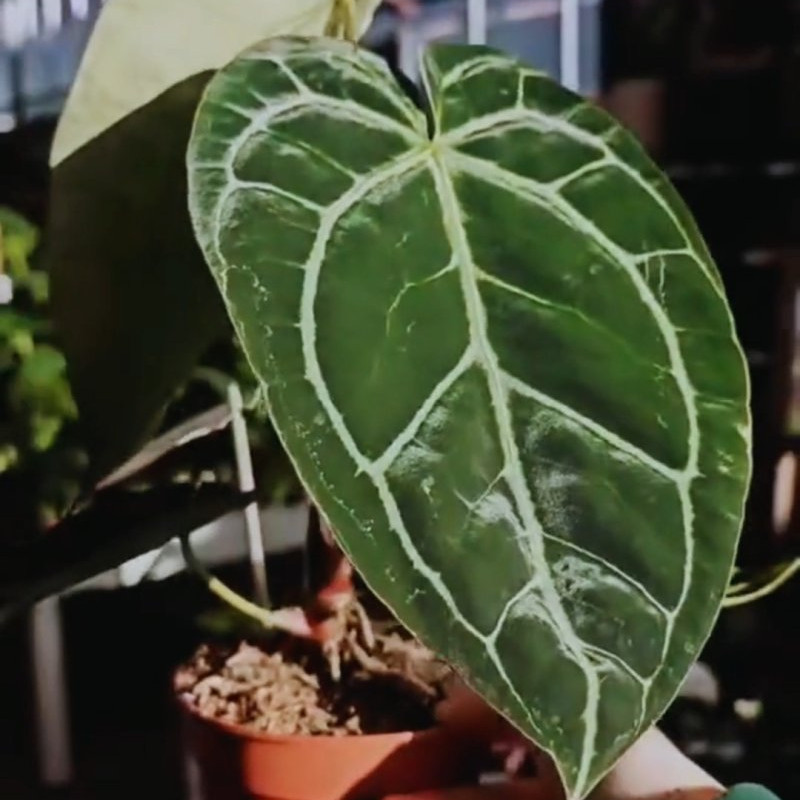 🪴 Diese beiden...